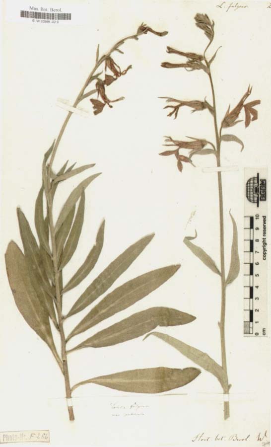 Lobelia Fulgens